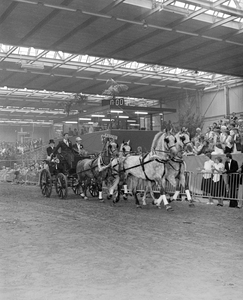 103031 Afbeelding van een vierspan tijdens wedstrijden op de 54e Vee- en Paardendagen in de Veemarkthallen (Sartreweg ...